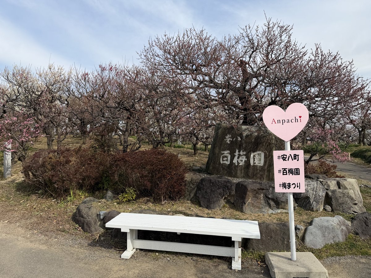 kahuyan's tweet photo. 安八百梅園
咲き始め
2026/02/20 https://t.co/2Dur7u3Odv