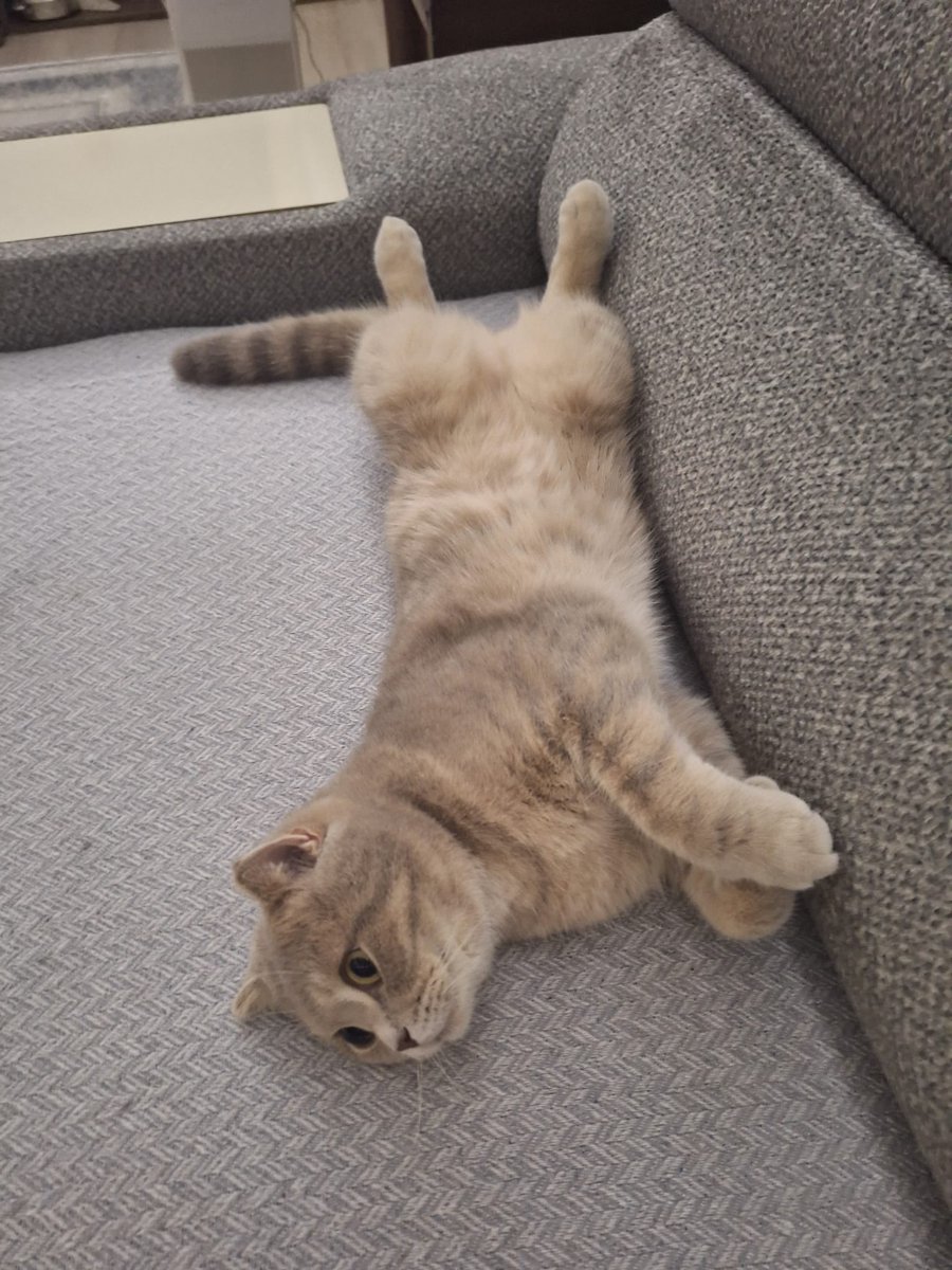 İSTANBUL 

Duman 1.5 yaşında, erkek ve kısır. Anksiyete problemi var, kalmvet kullanıyor. Ailesi istemiyor, bir an önce onu sevgisiyle iyileştirecek ailesini arıyor. Benimle iletişime geçebilirsiniz. 🙏🏻