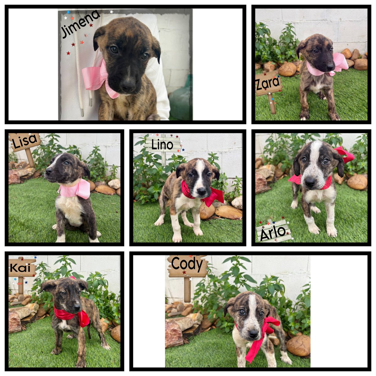 El Refugio de Brown tweet media