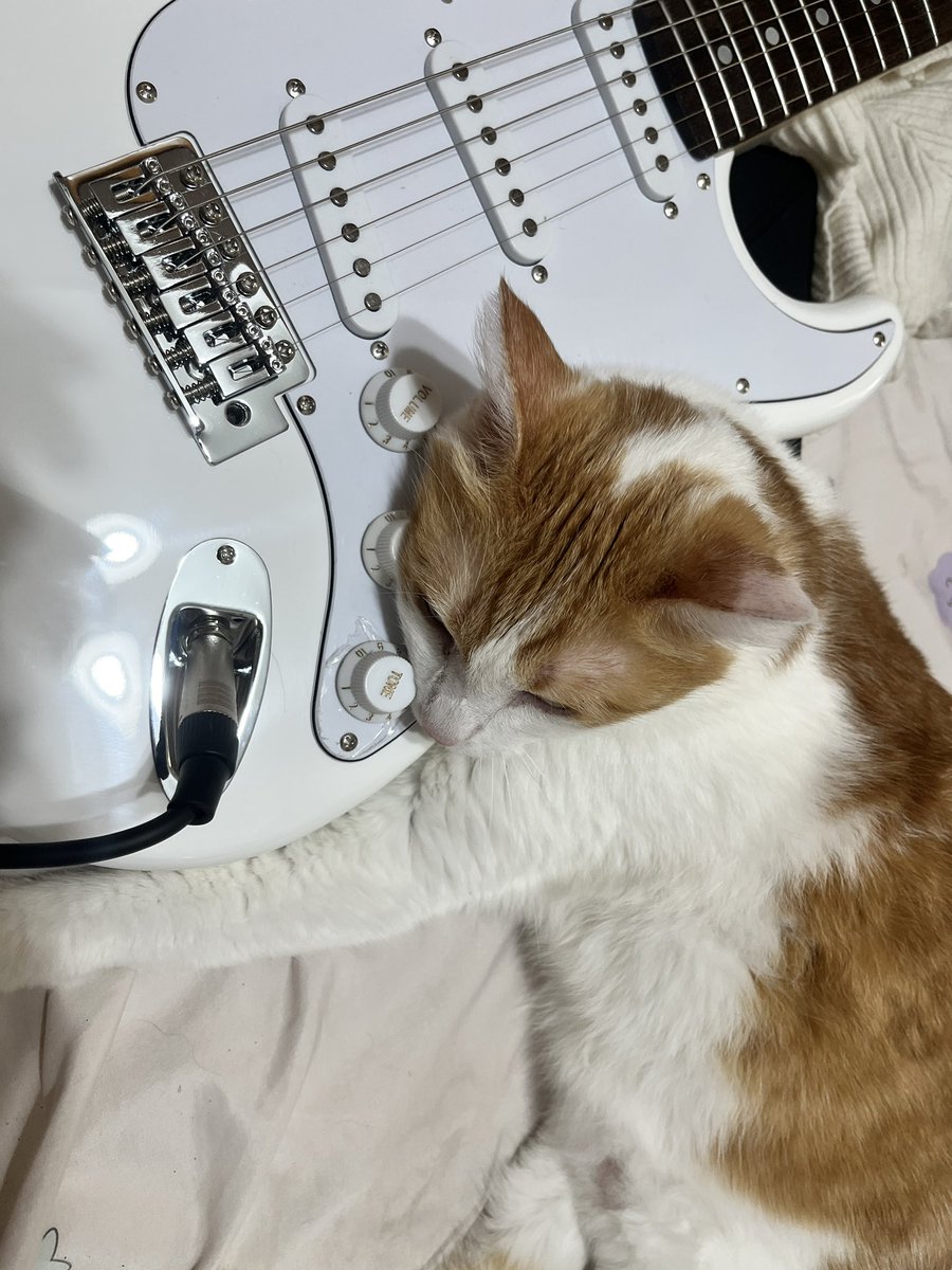 My cat has decided that practice time is over