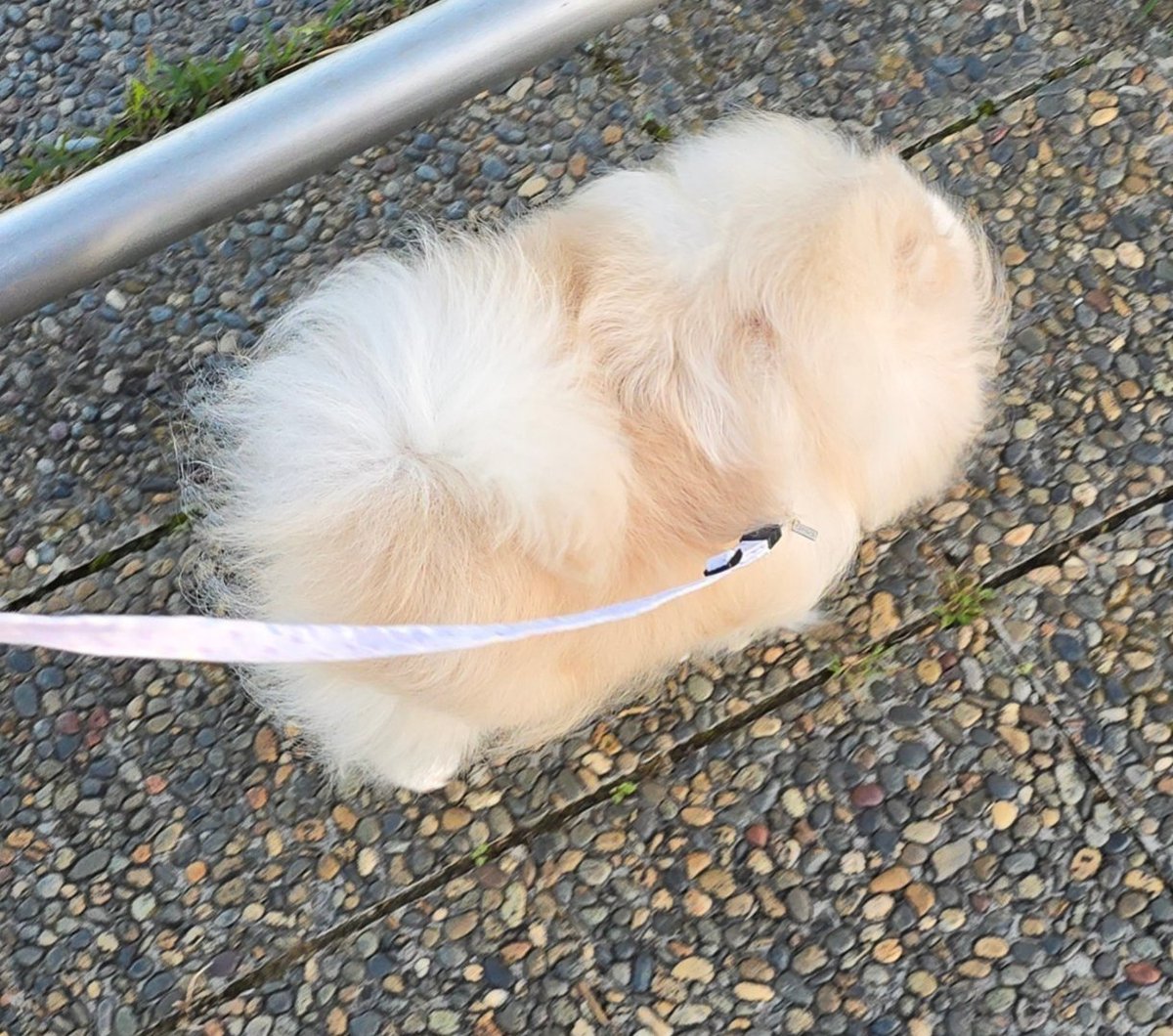 すくすく育って10年後ポメラニアンの赤ちゃん サイズ変わらないパターン