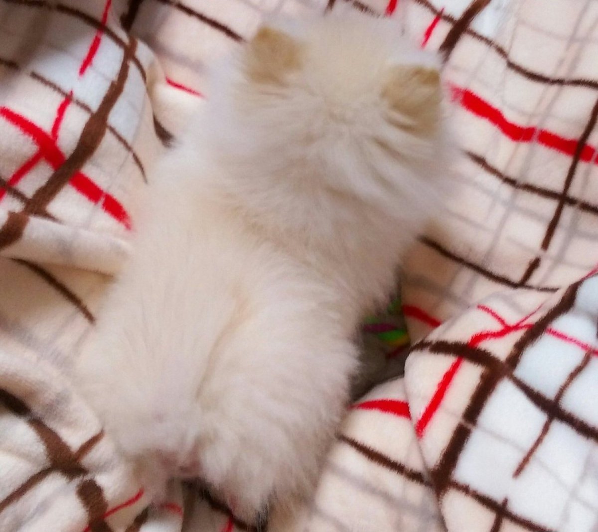 すくすく育って10年後ポメラニアンの赤ちゃん サイズ変わらないパターン