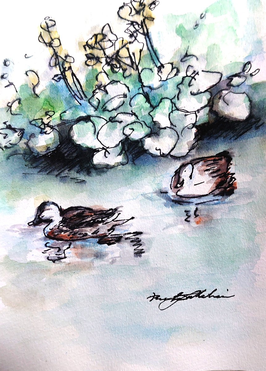 りえこさん冒険の思い出 その1763 深川の公園の鴨たち🚴人間になれて