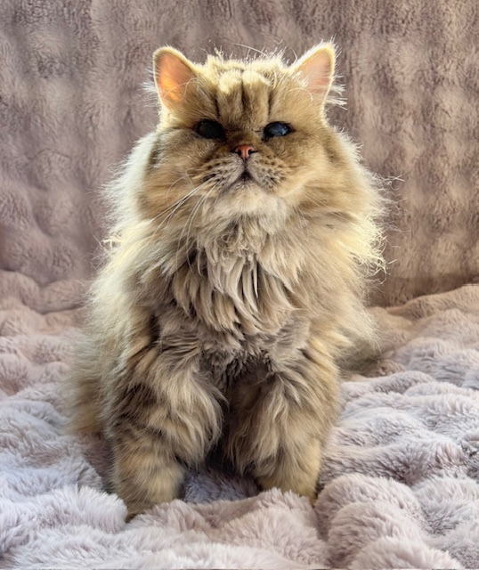 しあわせにゃんこ譲渡会inまいの間2月22日参加予定です♪ 里親募集中