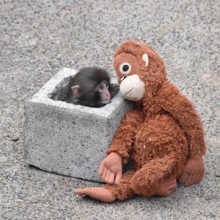 This monkey is a trend these two days, his name is "Panch". This monkey was abandoned by his mother when he was young, so those in charge of his care of him had to raise him with their hands, and when he grew up a little, they transferred him to live with other monkeys in the