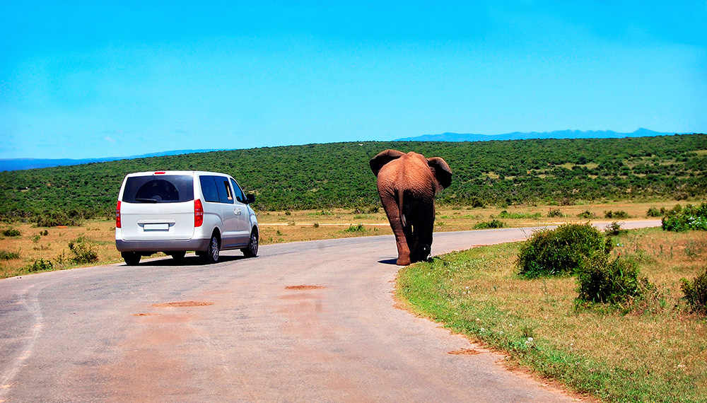 Africa contains hundreds of national parks, game reserves, and safari destinations with each being distinct.
There is so much to look forward to when touring Africa, &amp; the locations below represent ten of the continent’s many standout safari experiences.

safaribookings.com/blog/10-best-p…