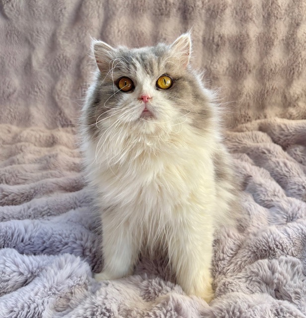 しあわせにゃんこ譲渡会inまいの間2月8日参加予定です♪ 里親募集中