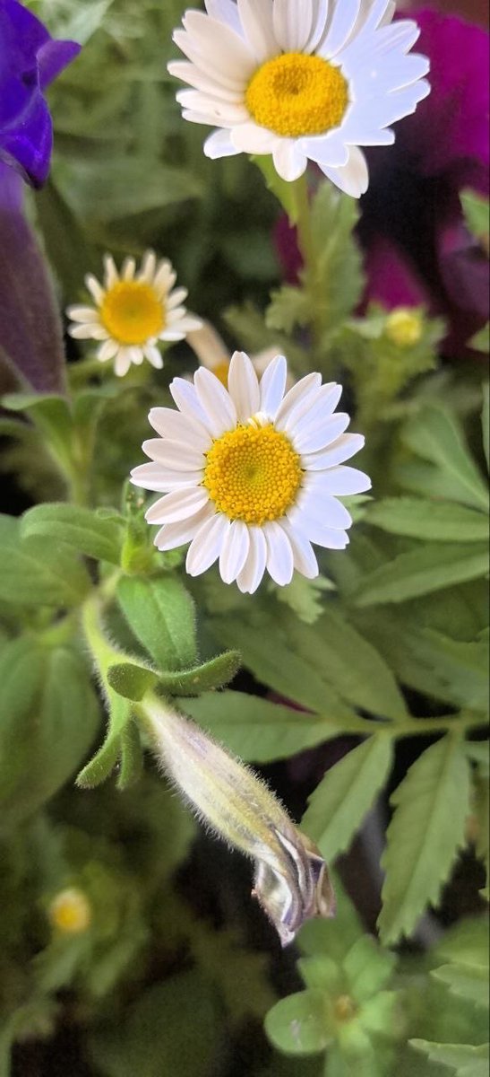 فيه احد ينام بدري عشان ما يفوت الصبح وقت شروق الشمس والنور اللي يدخل مع نافذه صغيره في آخر زوايا البيت!