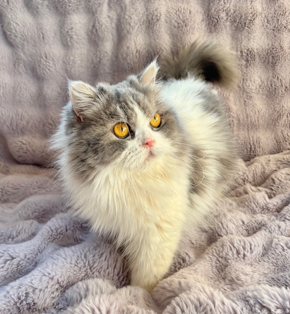 しあわせにゃんこ譲渡会inまいの間2月8日参加予定です♪ 里親募集中