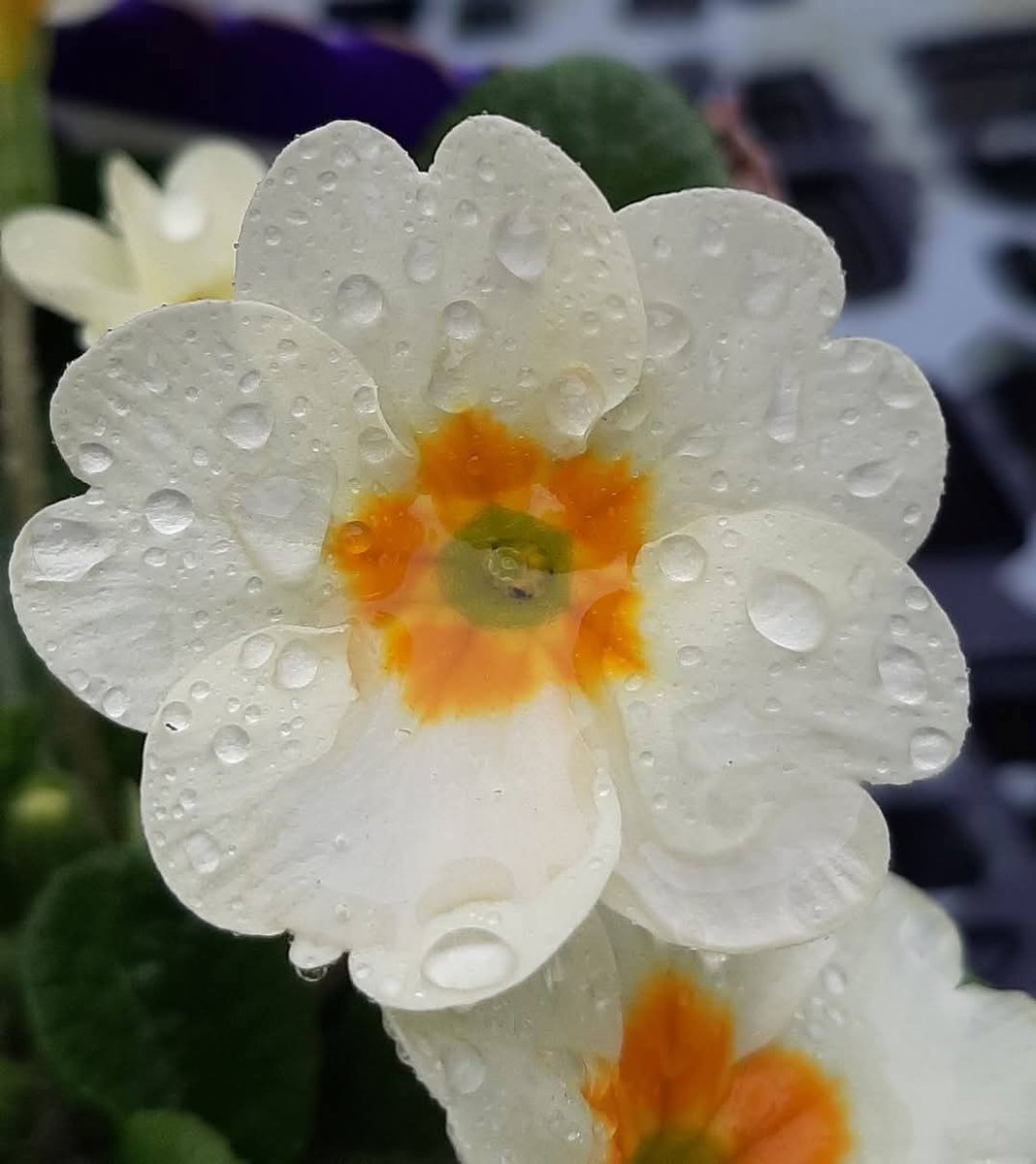 lynne chitty tweet media