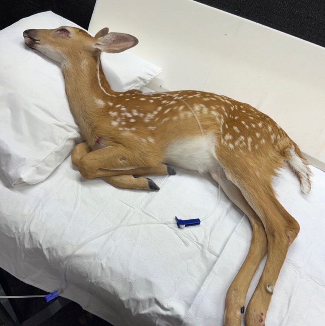 Deer in Places they Shouldn't Be tweet media