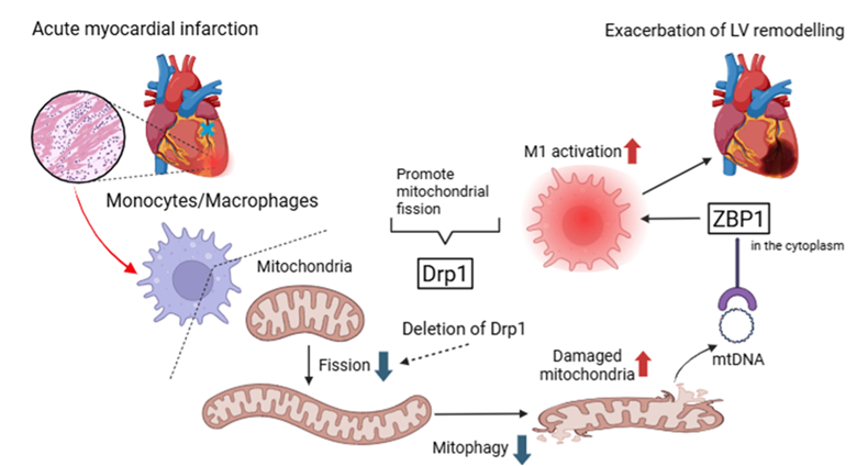 ESC_Journals's tweet image. Could macrophage Drp1 be a novel therapeutic target in LV remodelling &amp;amp; #heartfailure after #MI?
Macrophage Drp1 plays a critical role in post-infarct pathobiology
ow.ly/yEs750YhXka

@CVR_TomaszGuzik @glenpyle @DrMikeDrozd @Sarah_KBrown #HeartAttack #CardiovascularResearch