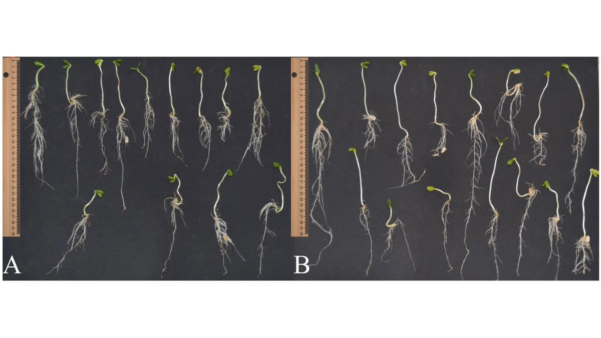 Plants_MDPI's tweet image. 🌱 Nano-enabled seed priming boosts sunflower stress tolerance.

MWCNTs improved vigor &amp;amp; reduced oxidative damage under salinity and water deficit—dose matters.

🔎 Read more: brnw.ch/21x06EM

#Nanotechnology #NanoAgriculture #SeedPriming #AbioticStress