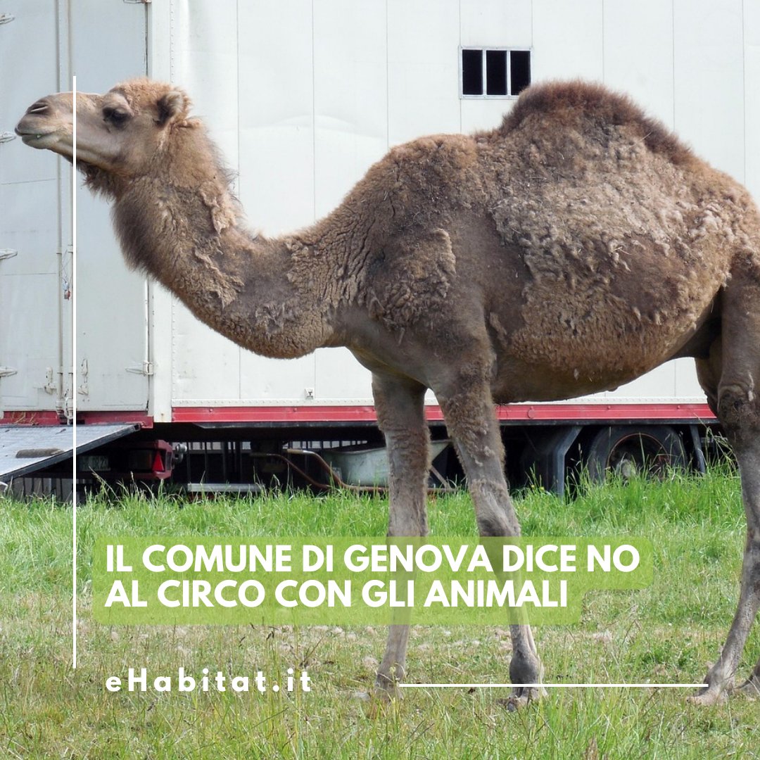 🐾 Il <a href="/ComunediGenova/">COMUNE DI GENOVA</a> ha rifiutato le autorizzazioni per l’attendamento del Circo Africa e approvato la mozione per il divieto degli animali nei circhi 🎪

🔗 Leggi l’articolo!

ehabitat.it/2026/02/20/il-…
.
.
.
#Genova #DirittiAnimali #CircoSenzaAnimali #Animali #Civiltà