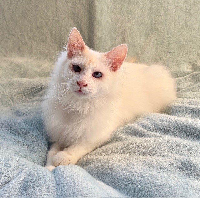 しあわせにゃんこ (@shiawasenyan_22) / Posts / X