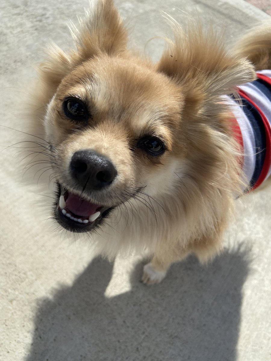 dsy🪄ia tweet media