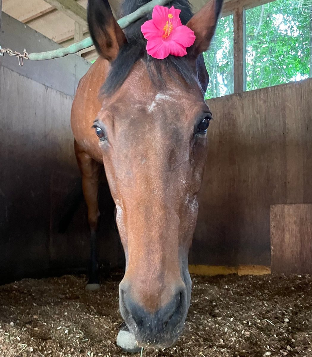 the art for steam’s lunar new year horse-themed sale has haru urara in it 🥹 i miss her