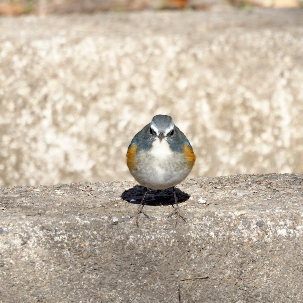 幸せの青い鳥(^｡^)
やっと逢えた💕

幸せになったよ。
#ルリビタキ  #野鳥
