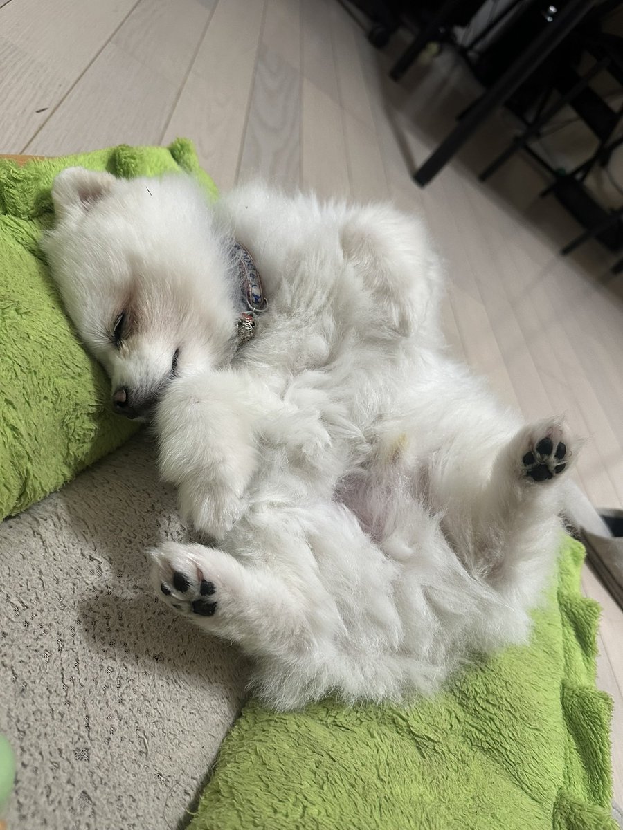 milwoo3's tweet photo. おっぴろげ
 #pome  #dogs https://t.co/OlmlzJCQVV