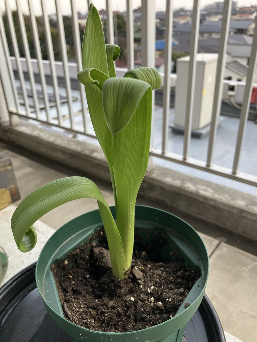arukuchime's tweet photo. おつかれちゃいむです！ヒヤシンスは花も終わり、来年に向けて��耕から土に植え替えました。うまく行けば来年も花が咲くみたいですよ。

https://t.co/lqJEjwTwAP
#所沢
#訪問看護 
#精神科訪問看護 https://t.co/VFRWQOdAZs
