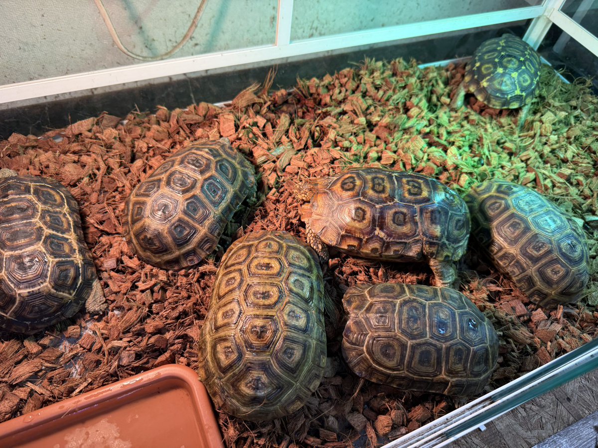 SAURIA守口店 tweet media