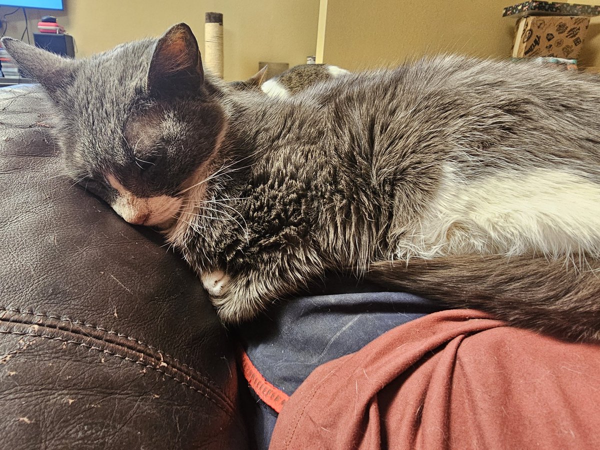 Ringo🌈, Neeko, Aether, Daxter, Sea Bass tweet media