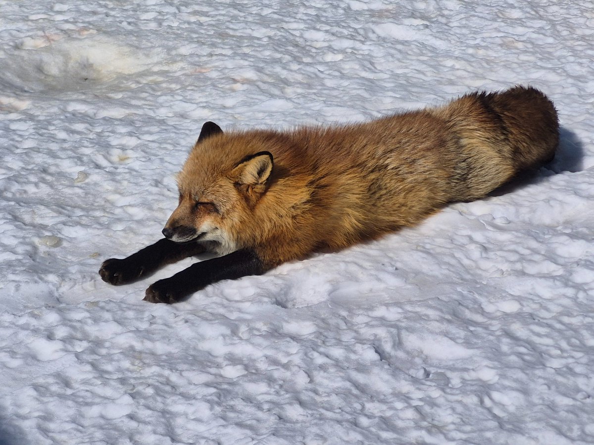 宮城蔵王キツネ村(公式)🦊 (@kon_fox_village) / Posts / X