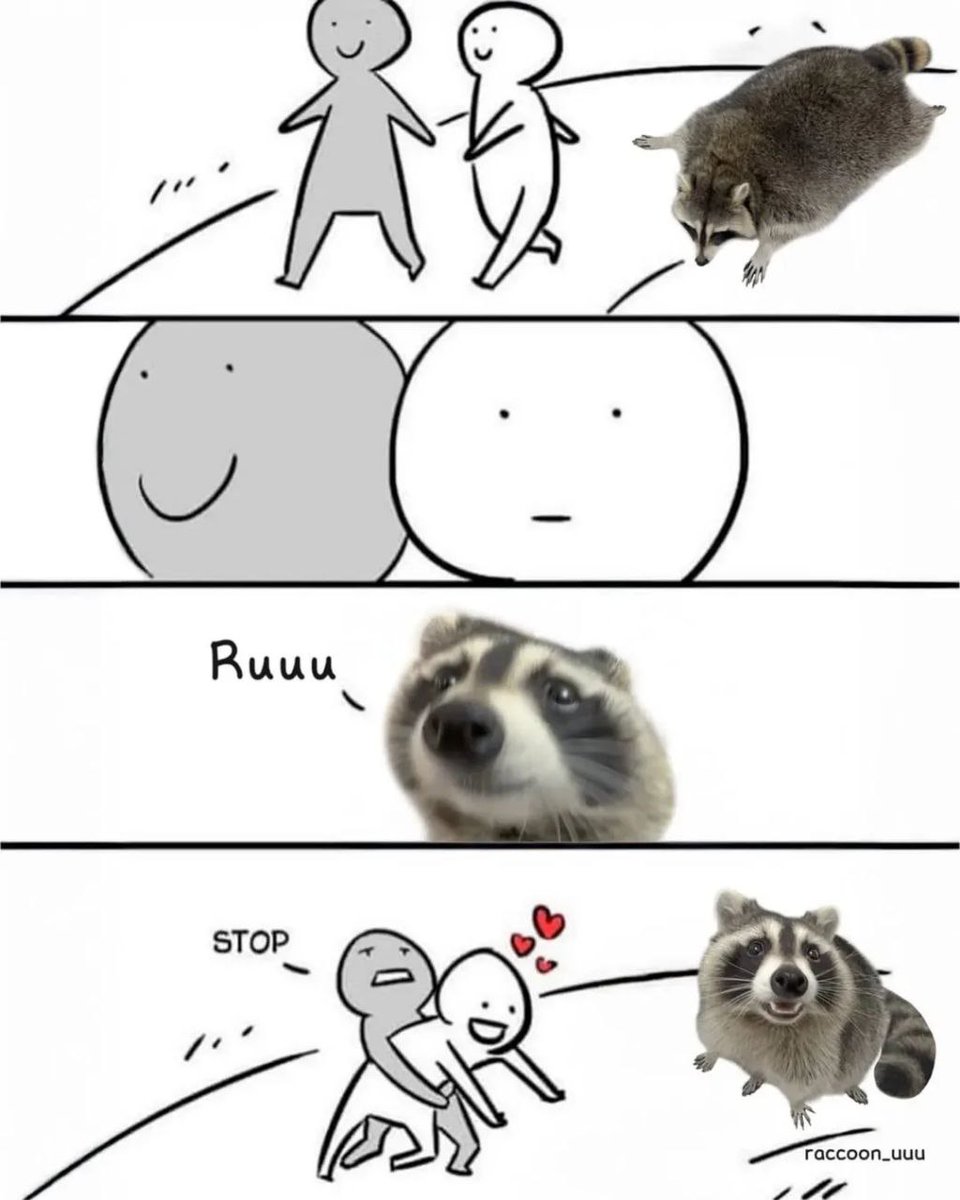 Why you should have a Raccoon (@shouldhaveracc) on Twitter photo 