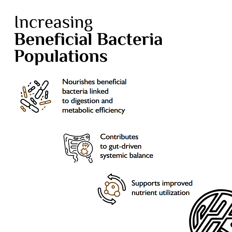 azoth_biotech's tweet photo. Functional  mushrooms are widely recognized for vitality and performance - but  emerging research shows their influence starts much deeper, at the  microbiome level.

At Azoth Biotech, this science drives how we develop and extract mushroom bioactives.

#AzothBiotech https://t.co/Fx8Dolt3U2