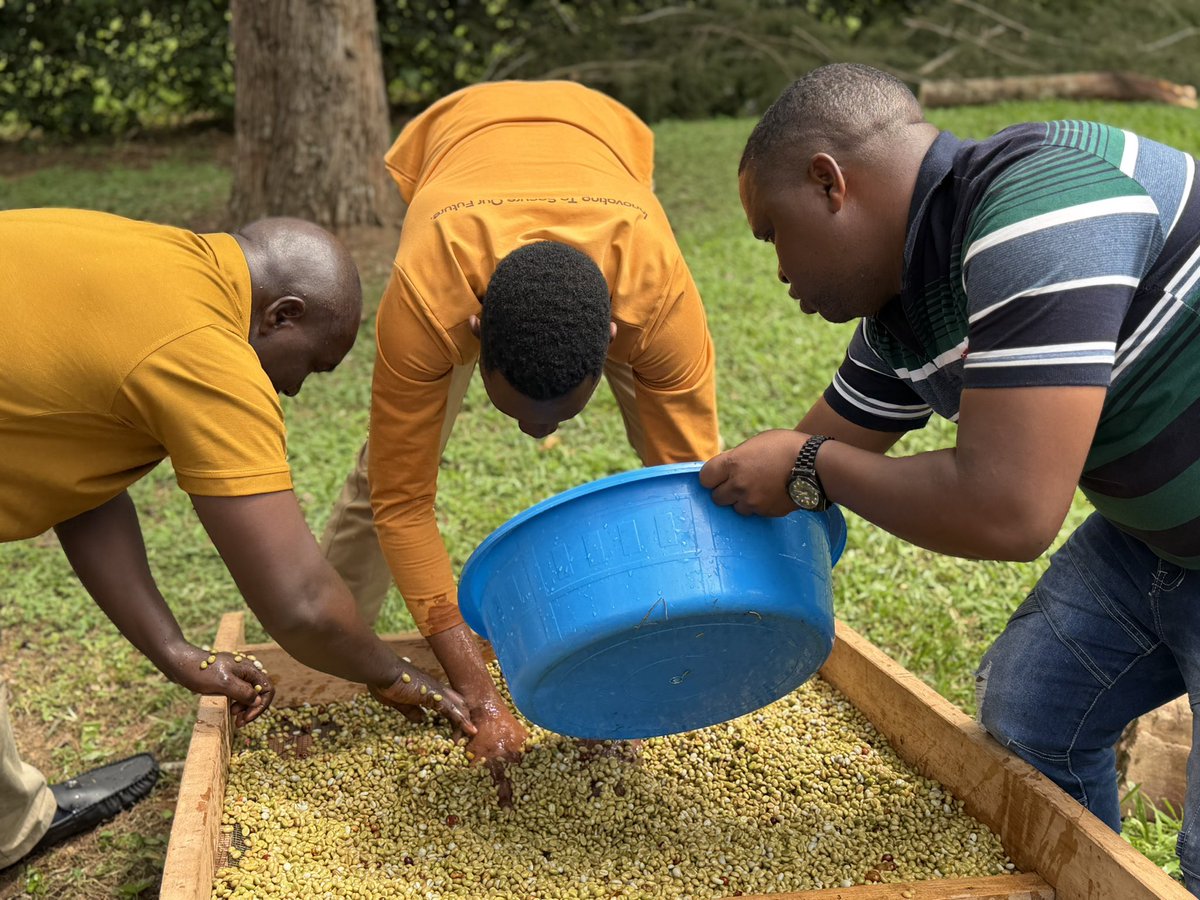 NostalgiCoffee's tweet photo. At the CQI PHP for Fine Robusta, we explored three fermentation approaches—piled-up, yeast inoculation, and underwater—to unlock greater yield potential and elevate cup quality. Guided by @fsebatigita and supported by @internationaltradecentre #MARKUP II with funding from the @euinuganda European , the focus remains clear: precision processing for superior Fine Robusta results. The journey continues as we refine techniques that transform Robusta into a truly remarkable cup.

#FineRobusta
#CQIPHP
#CoffeeProcessing
#NostalgicCoffee
#MARKUPII
