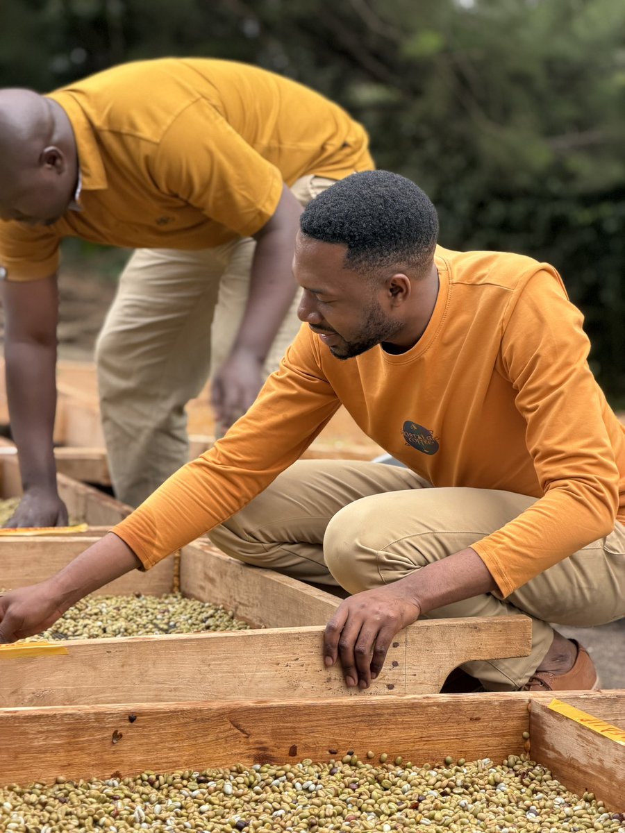 NostalgiCoffee's tweet photo. At the CQI PHP for Fine Robusta, we explored three fermentation approaches—piled-up, yeast inoculation, and underwater—to unlock greater yield potential and elevate cup quality. Guided by @fsebatigita and supported by @internationaltradecentre #MARKUP II with funding from the @euinuganda European , the focus remains clear: precision processing for superior Fine Robusta results. The journey continues as we refine techniques that transform Robusta into a truly remarkable cup.

#FineRobusta
#CQIPHP
#CoffeeProcessing
#NostalgicCoffee
#MARKUPII