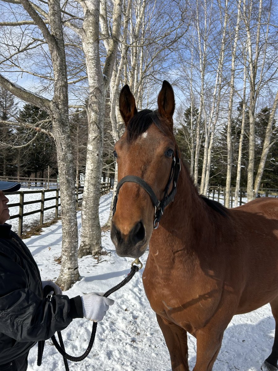 日高の競走馬生産牧場「フジモトバイアリースタッド」＠クラファン挑戦中 tweet media