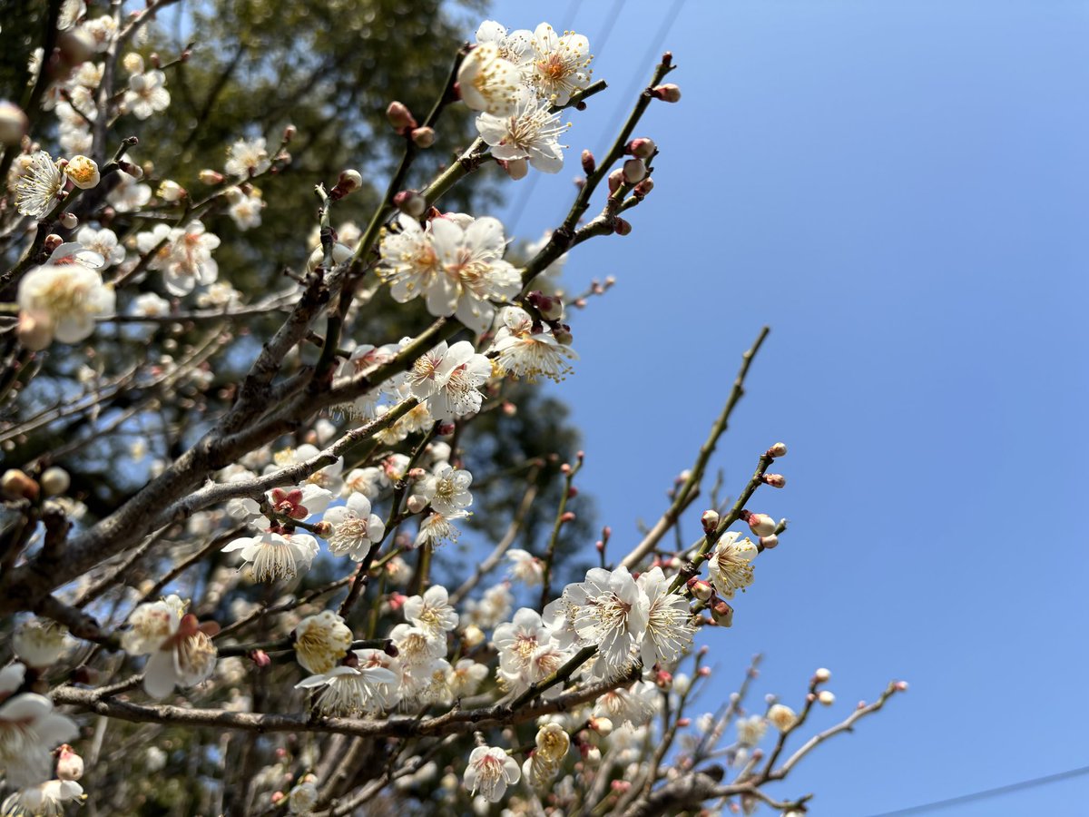 s____e____a's tweet photo. 2026.02.20
本日の一郎梅です。
可愛らしい花が沢山咲いていました

チームサカナクション、一郎さんの活動が万事上手くいきますようにと祈願して参りました🙏🏻🌸

ぽかぽか気持ちの良いお天気でした☀️

#サカナクション
#サカナクションいらない
#山口一郎の遭遇

@sakanaction 
@SAKANAICHIRO https://t.co/voUKGKRpWn