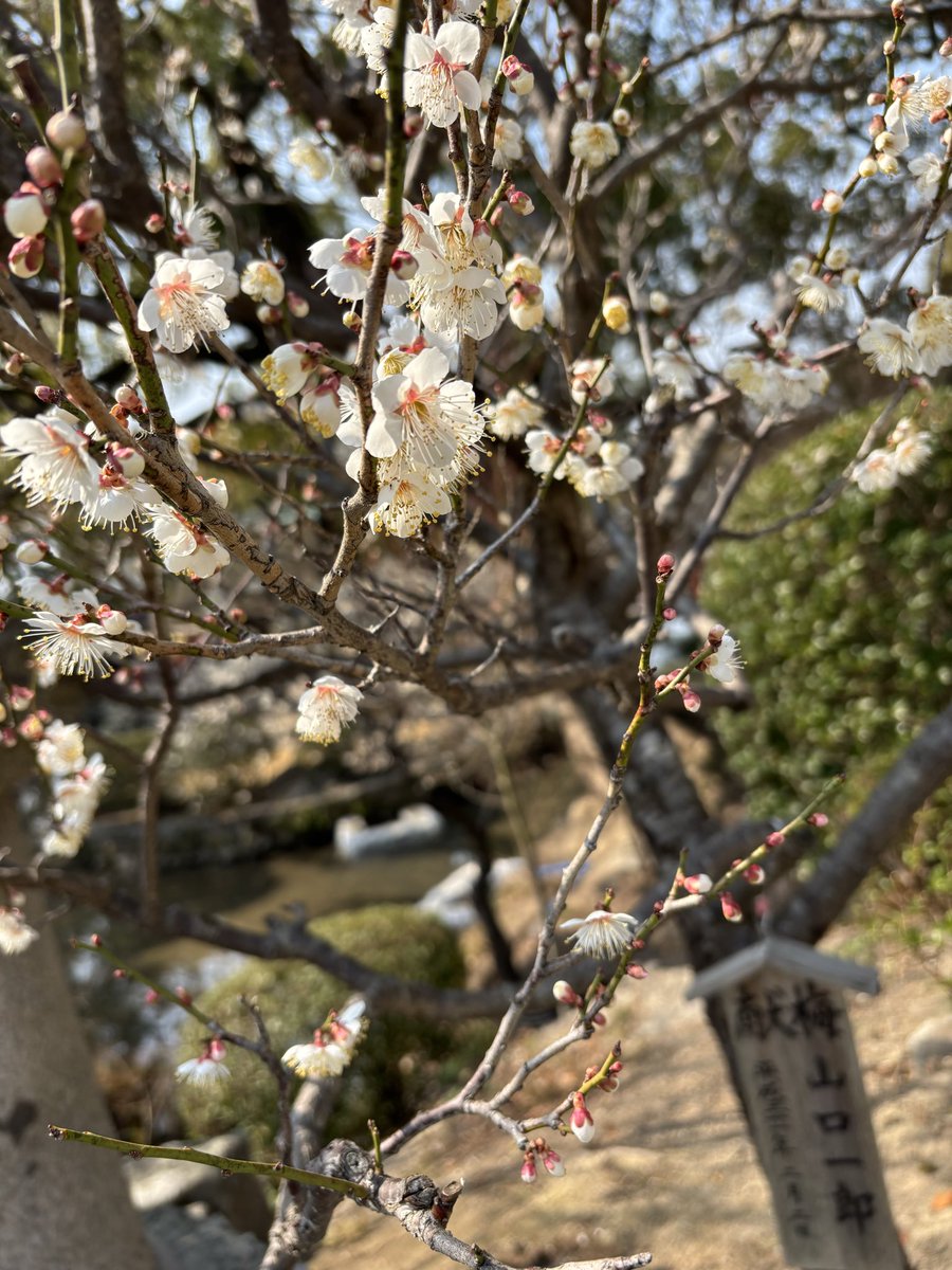 s____e____a's tweet photo. 2026.02.20
本日の一郎梅です。
可愛らしい花が沢山咲いていました

チームサカナクション、一郎さんの活動が万事上手くいきますようにと祈願して参りました🙏🏻🌸

ぽかぽか気持ちの良いお天気でした☀️

#サカナクション
#サカナクションいらない
#山口一郎の遭遇

@sakanaction 
@SAKANAICHIRO https://t.co/voUKGKRpWn
