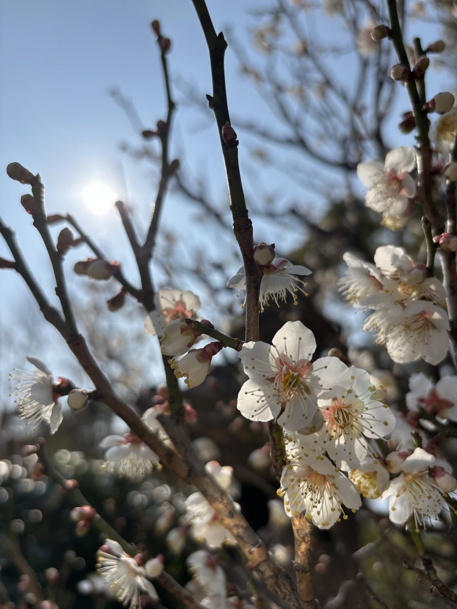 s____e____a's tweet photo. 2026.02.20
本日の一郎梅です。
可愛らしい花が沢山咲いていました

チームサカナクション、一郎さんの活動が万事上手くいきますようにと祈願して参りました🙏🏻🌸

ぽかぽか気持ちの良いお天気でした☀️

#サカナクション
#サカナクションいらない
#山口一郎の遭遇

@sakanaction 
@SAKANAICHIRO https://t.co/voUKGKRpWn