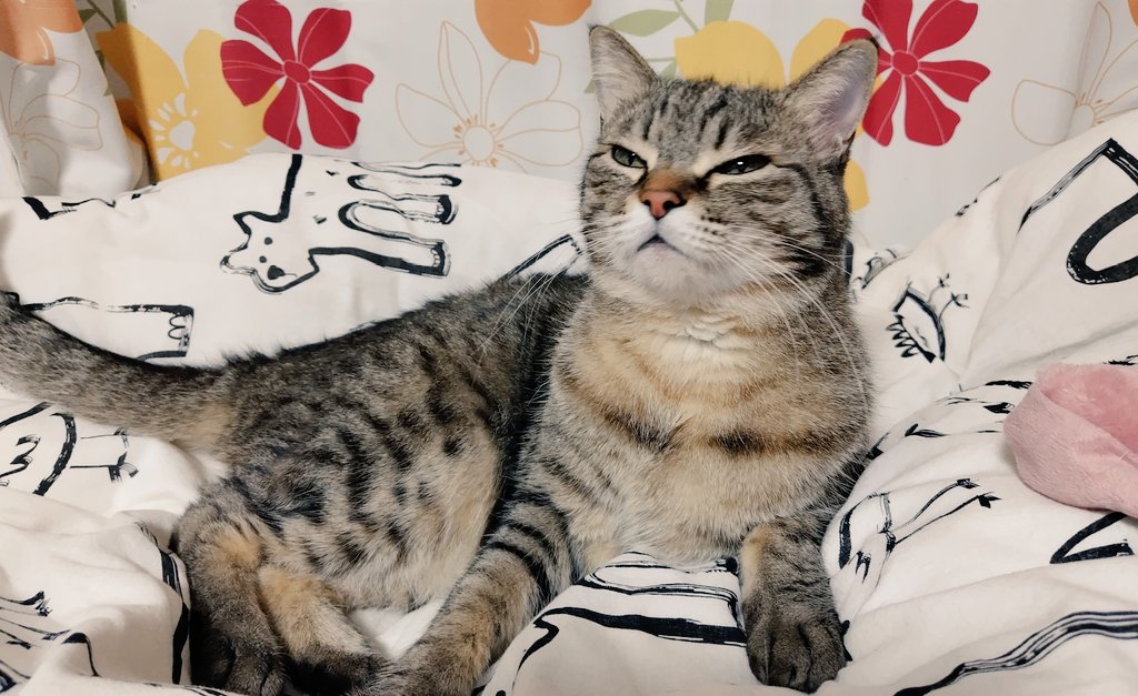 ゴロー🐾 (@cat_56chan) / Posts / X