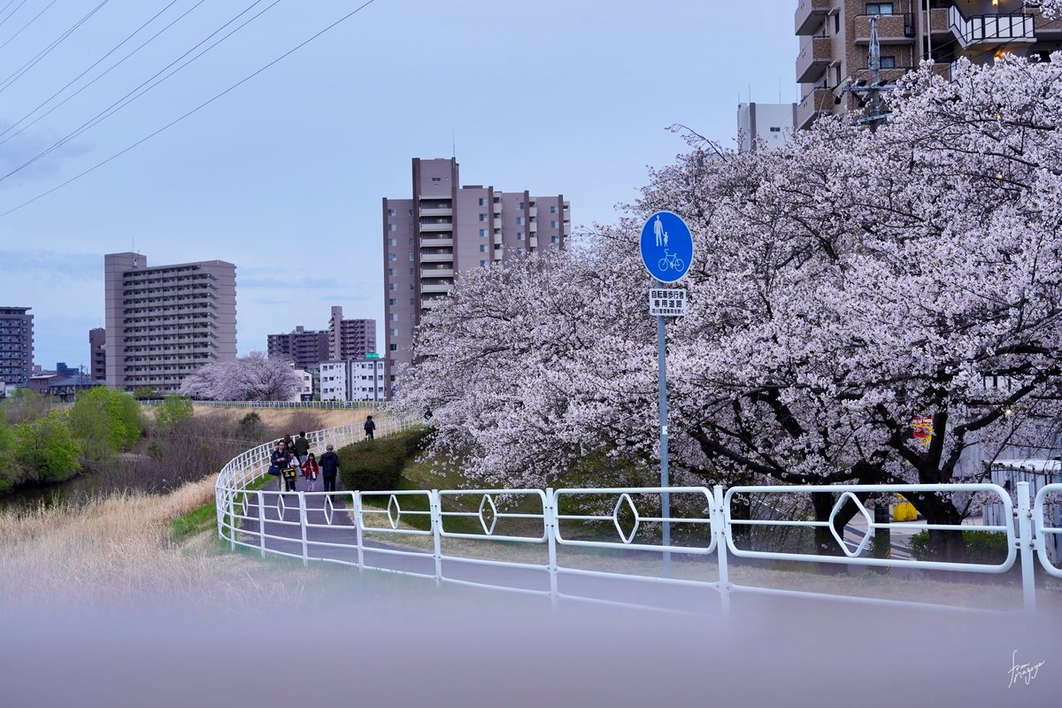 #名古屋市天白区100景 3. 天白川の桜 昨年初めて見に行ったけど、混雑も無くゆっくり桜を見られる場所で良かったよ~🌸