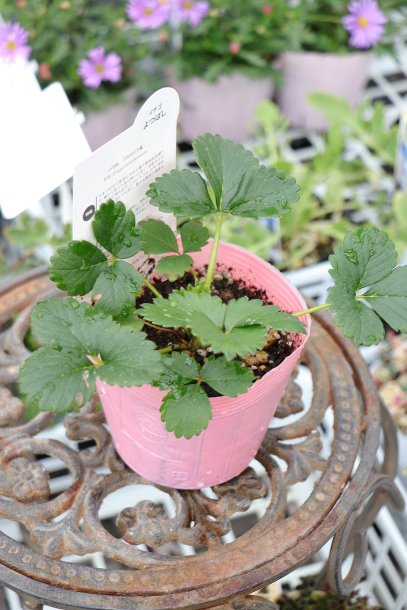 種から育てる新時代いちご🍓✨ 「よつぼし」苗 入荷しました♪ 日本初