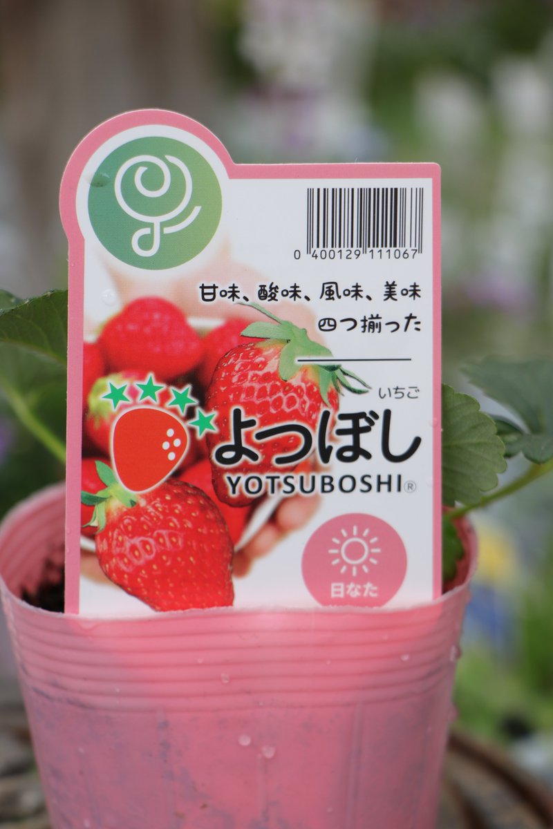 種から育てる新時代いちご🍓✨ 「よつぼし」苗 入荷しました♪ 日本初 種から育てる新時代いちご🍓✨ 「よつぼし」苗 入荷しました♪ 日本初