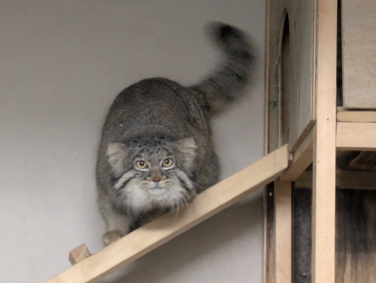 本日、2月22日は #ネコの日！
野毛山動物園からはネコ科の動物「#マヌルネコ」をご紹介します。
マヌルネコはもふもふの毛並みが特徴で、寒冷地に適応した体つきをしています。
昨年の11月に来園した #フィーガ は、さまざまな動きや表情で、日々たくさんの人を魅了中です👀
#FirstZOO #猫の日 #桜木町