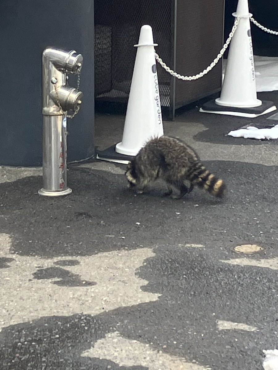 ※注意喚起※
先程当ホール周辺にアライグマと思われる生き物が出没しました。

見つけた際にはお手を触れぬようご注意ください。