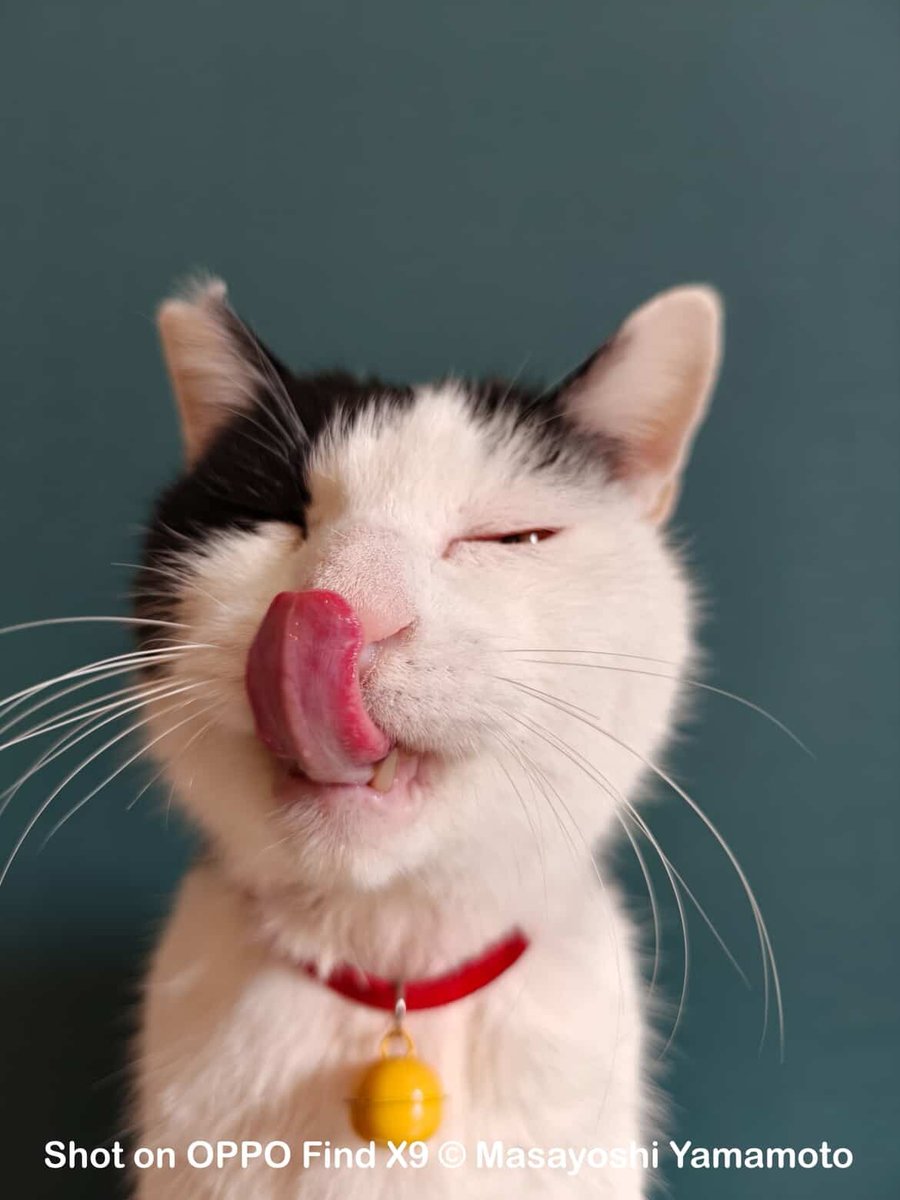 2月22日は #猫の日 😸 にゃんにゃんにゃん 今日は、かわいいCeloくん