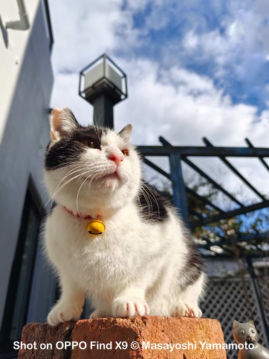 2月22日は #猫の日 😸 にゃんにゃんにゃん 今日は、かわいいCeloくん