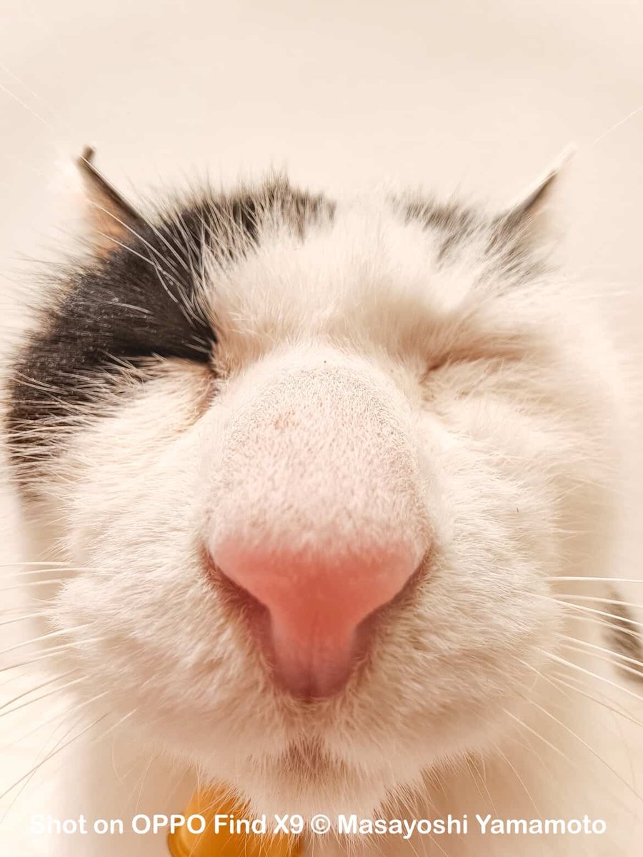 2月22日は #猫の日 😸 にゃんにゃんにゃん 今日は、かわいいCeloくん