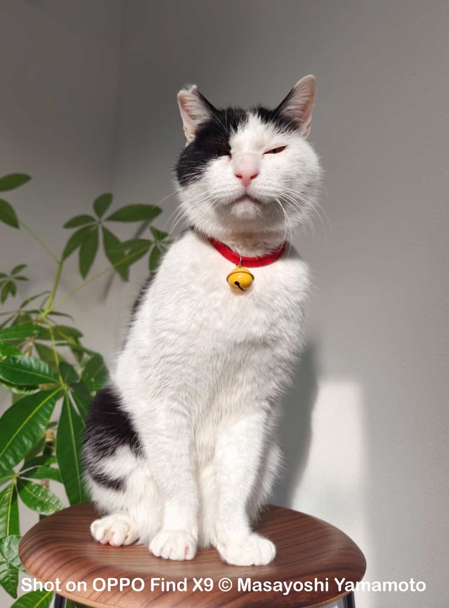 2月22日は #猫の日 😸 にゃんにゃんにゃん 今日は、かわいいCeloくん