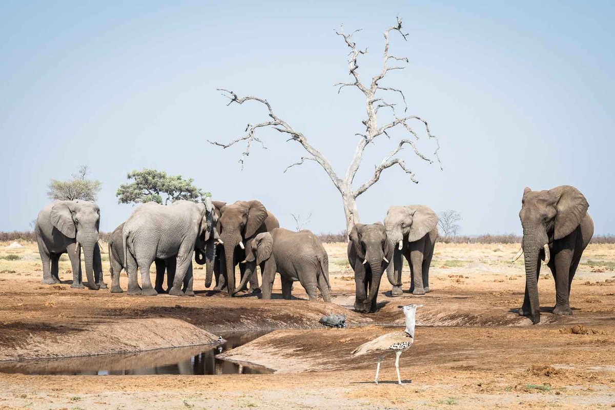 TravelAdvisor8's tweet photo. Savuti in Botswana is renowned for its incredible game viewing opportunities. Large herds of buffalo, zebra, and elephants are commonly seen, along with predators such as lions, wild dogs, and hyenas. 

#thetraveladvisor https://t.co/iCJmCG17BL