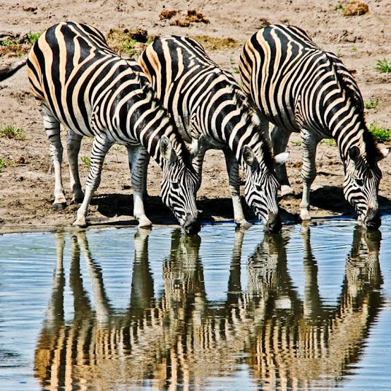 TravelAdvisor8's tweet photo. Savuti in Botswana is renowned for its incredible game viewing opportunities. Large herds of buffalo, zebra, and elephants are commonly seen, along with predators such as lions, wild dogs, and hyenas. 

#thetraveladvisor https://t.co/iCJmCG17BL