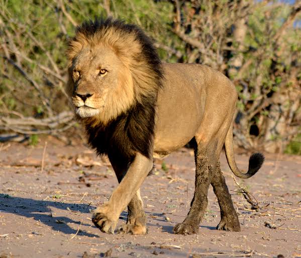 TravelAdvisor8's tweet photo. Savuti in Botswana is renowned for its incredible game viewing opportunities. Large herds of buffalo, zebra, and elephants are commonly seen, along with predators such as lions, wild dogs, and hyenas. 

#thetraveladvisor https://t.co/iCJmCG17BL