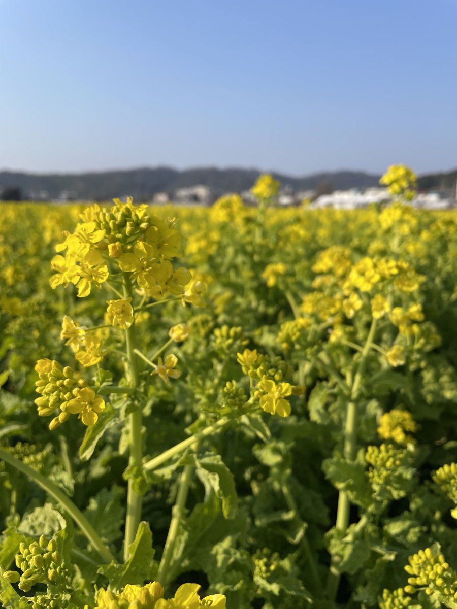 Post by ぽんず on X: 菜の花が咲いてた