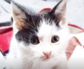 落ちてきた子猫テンちゃん tweet media